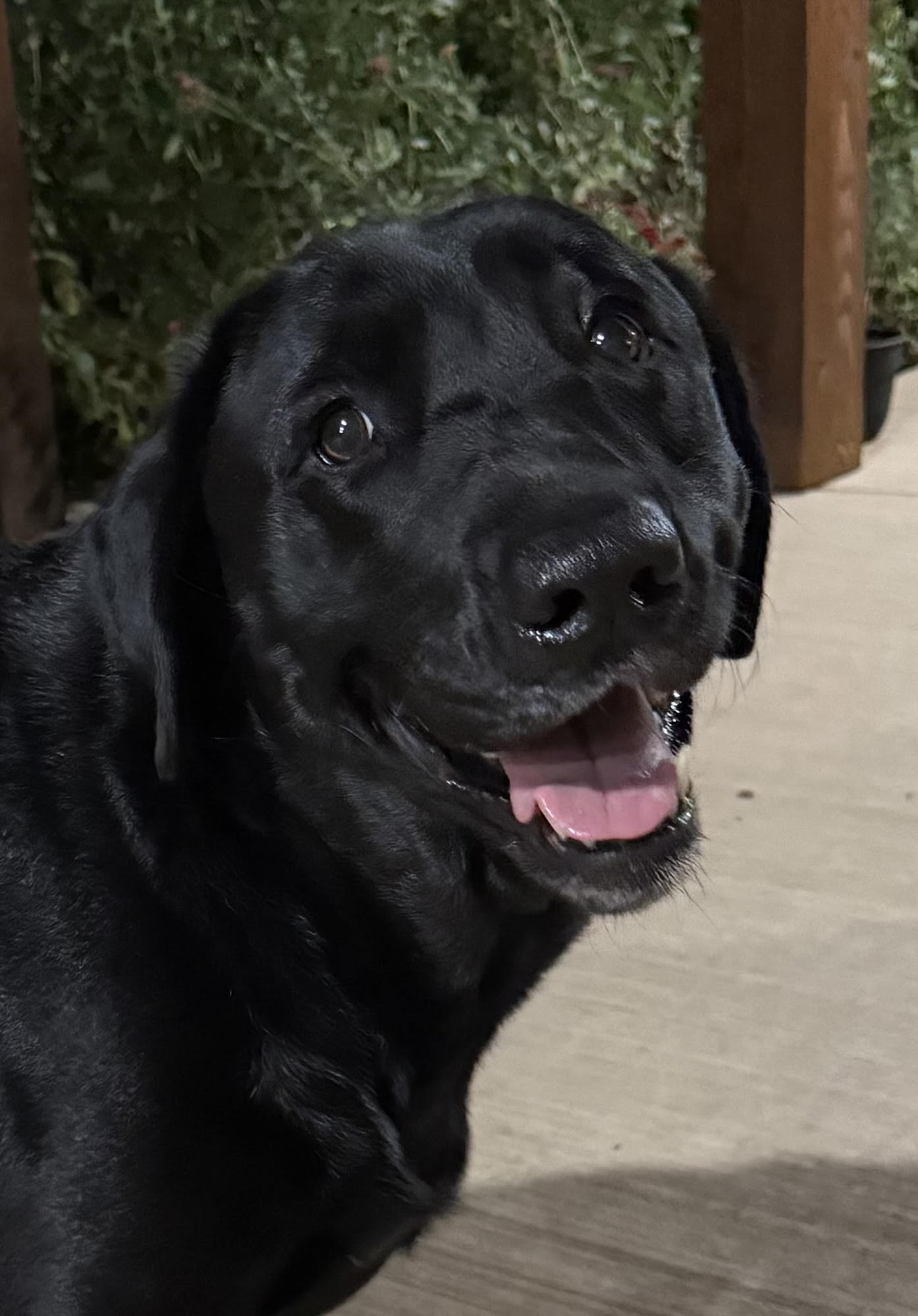 dog's head
